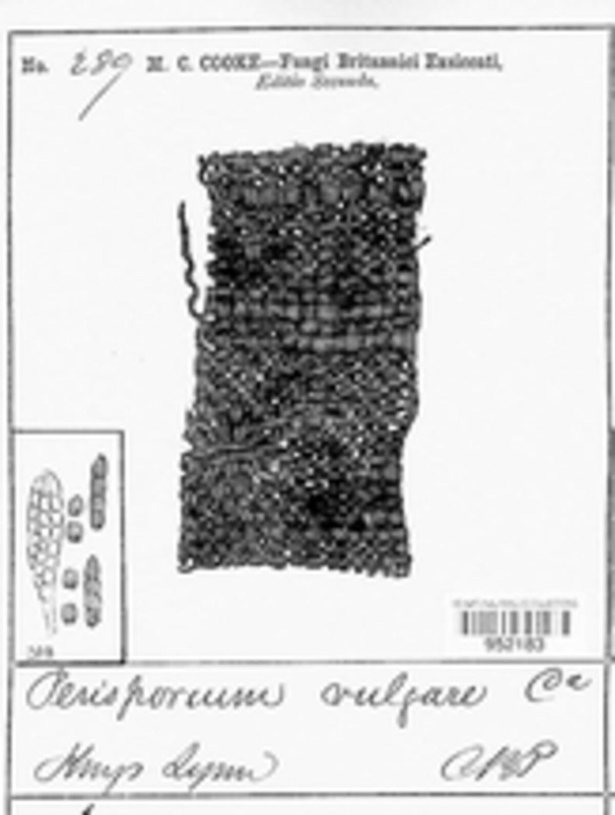 Preussia vulgaris image